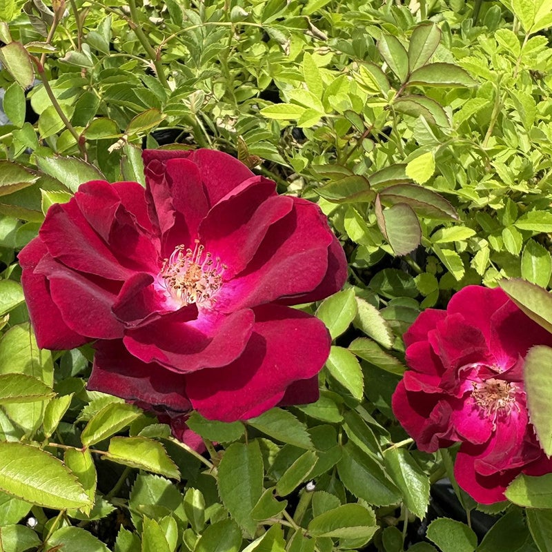 バラ苗ドクターヒューイ