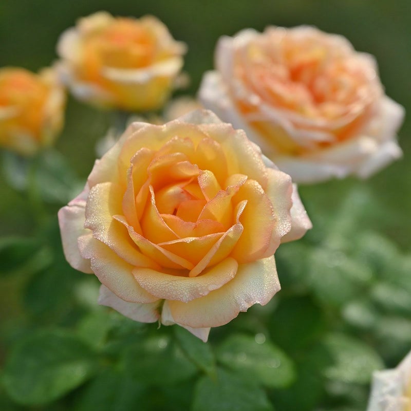 バラ苗コートドール