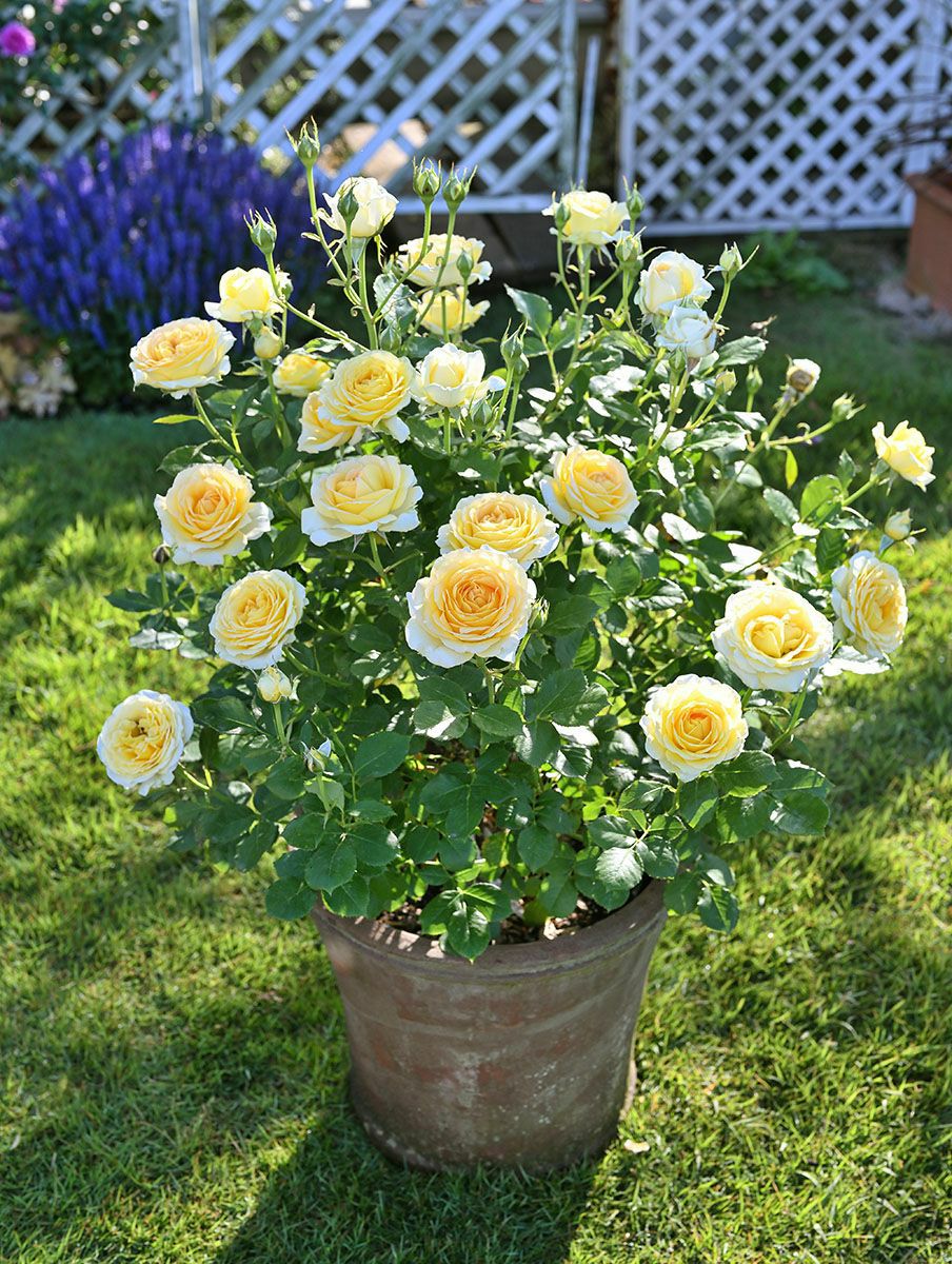 バラ苗コートドール