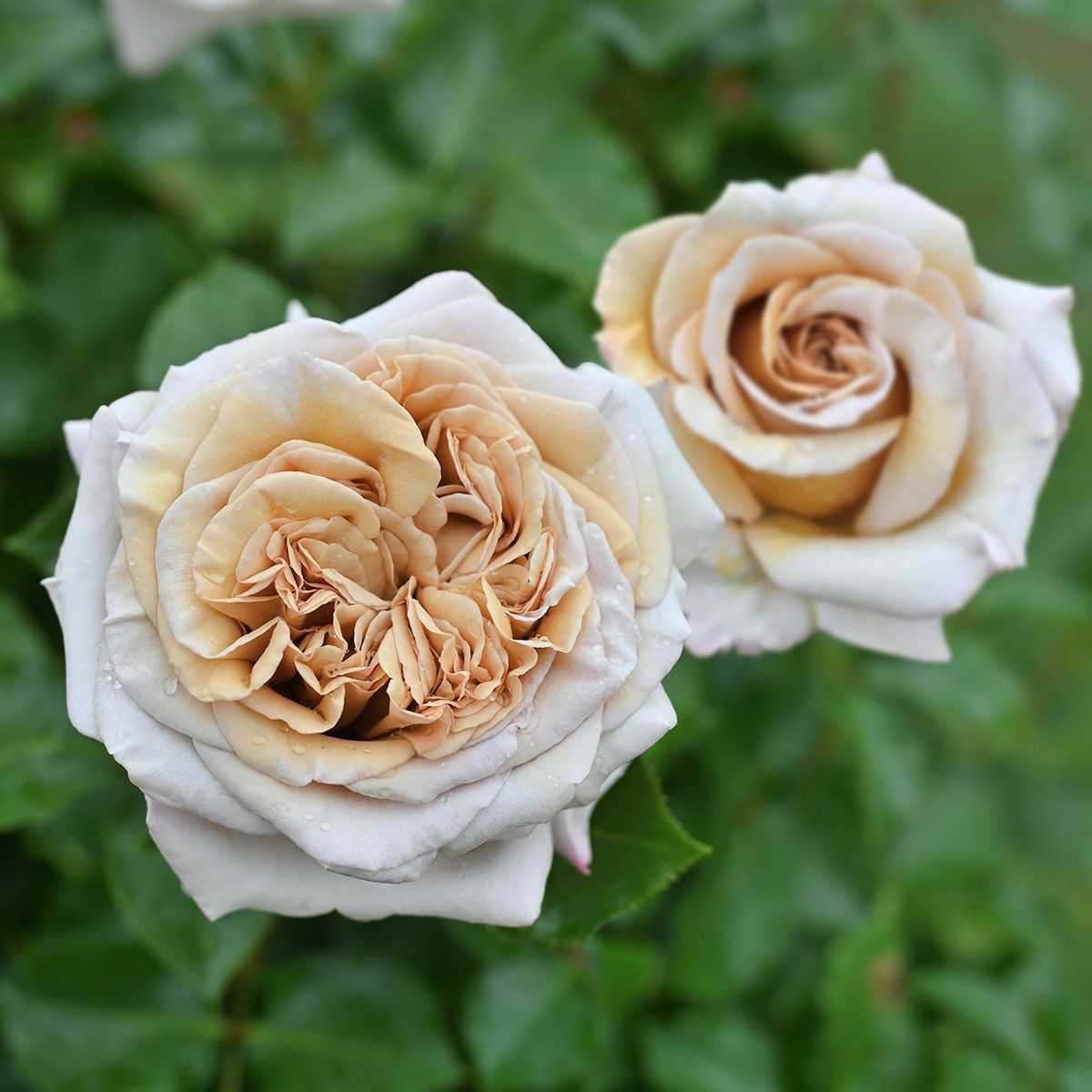 ブラウン系のバラ | THE ROSE SHOP｜バラ専門店 ザローズショップ 本店