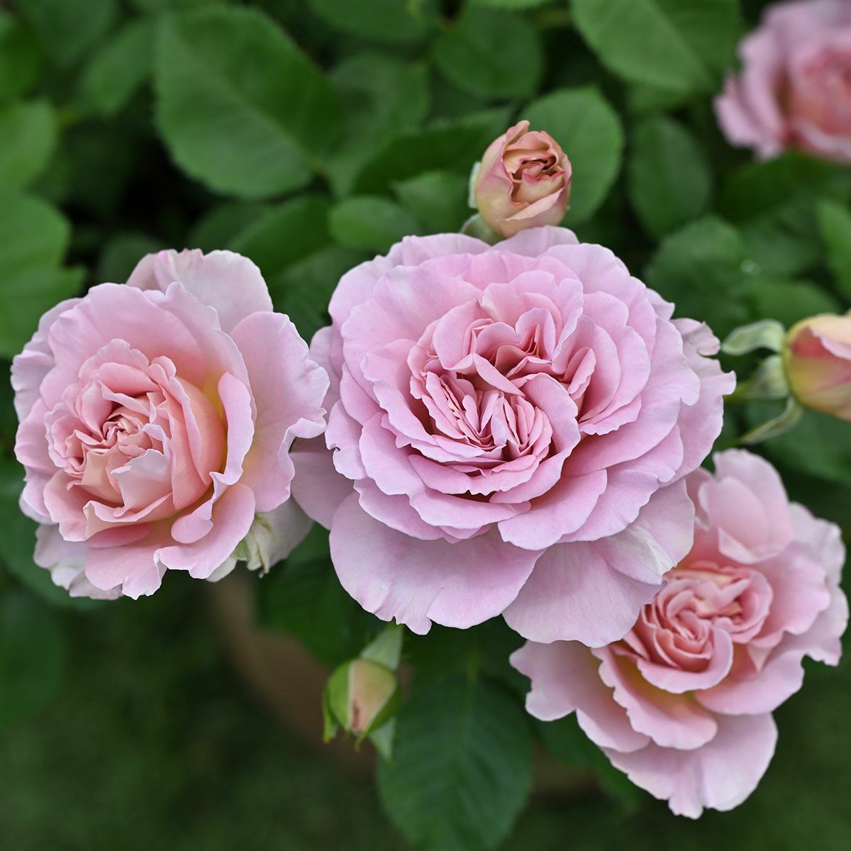 ドリュ Dorieux (フランス) | THE ROSE SHOP｜バラ専門店 ザローズ