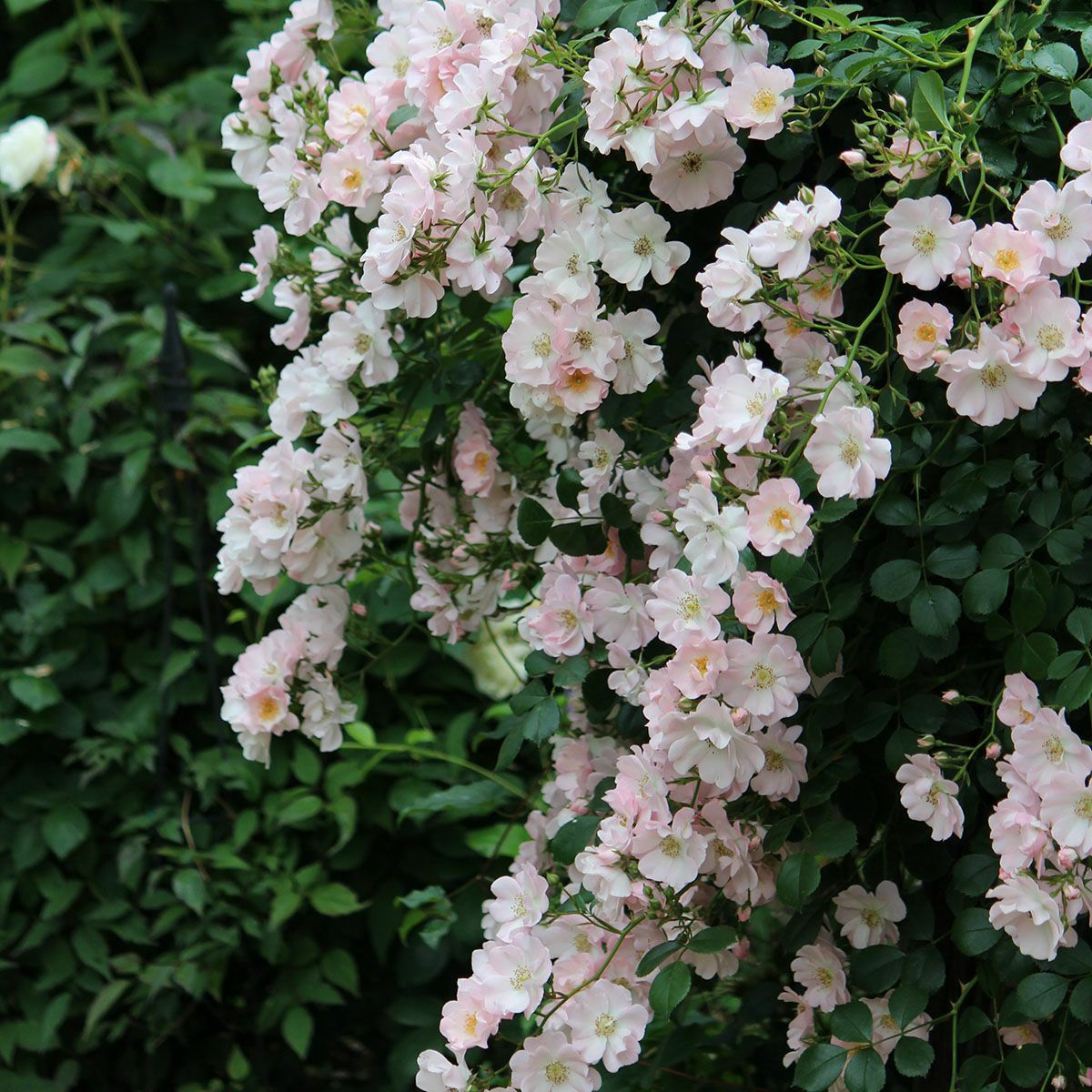 バラ苗 【伽羅奢 (がらしゃ)】 (新苗植え替え) つるバラ 四季咲き 小輪
