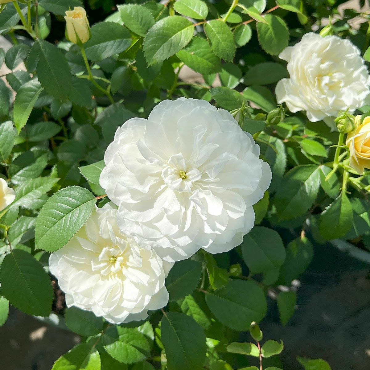 バラ苗 【エトワールブラン】 (新苗植え替え) シュラブ 半つる性