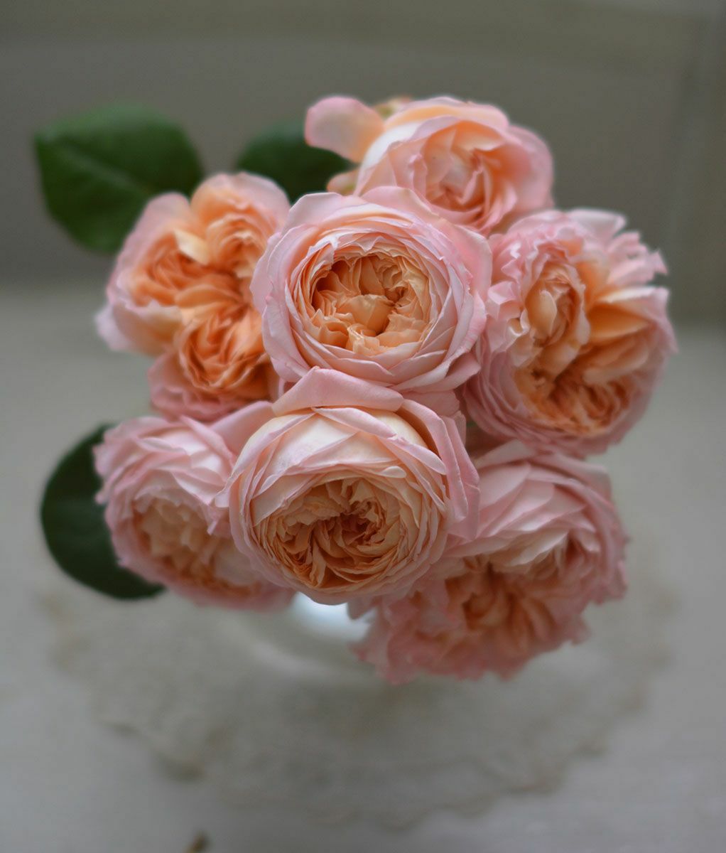 バラ苗 【コンフィチュール