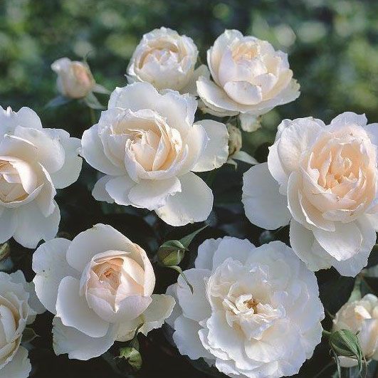 バラ苗プリンセスオブウェールズ