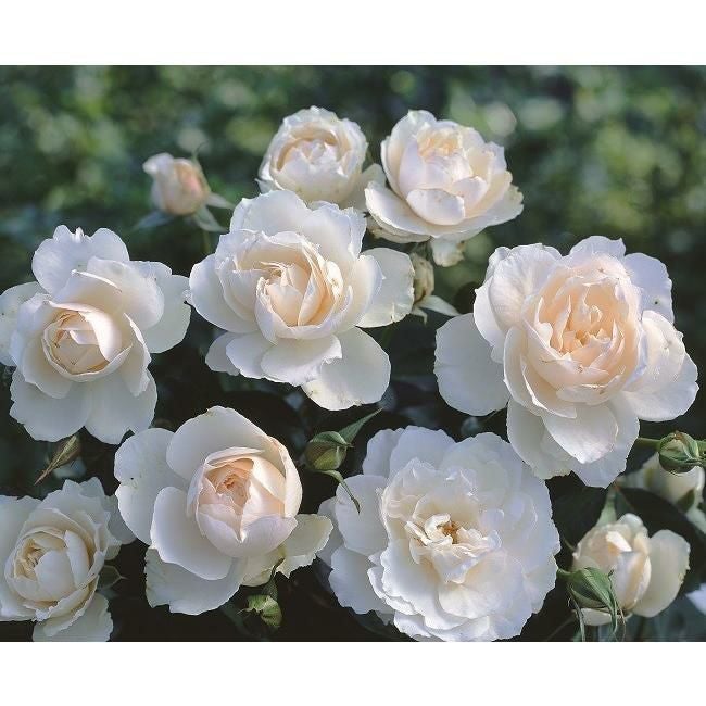 バラ苗プリンセスオブウェールズ