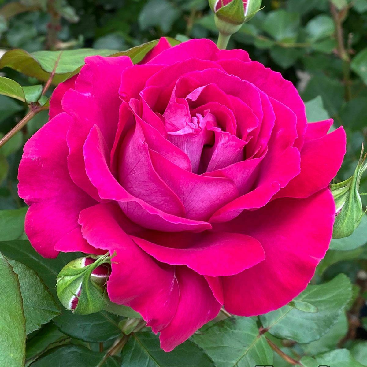 バラ苗 【ジョリーメロディー】 (新苗植え替え) ハイブリッドティー