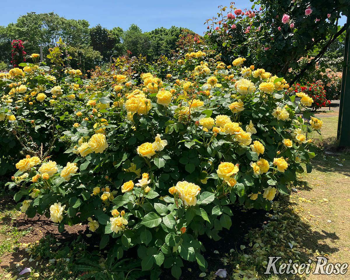  バラ苗スマイルハニーローズ／くまのプーさん