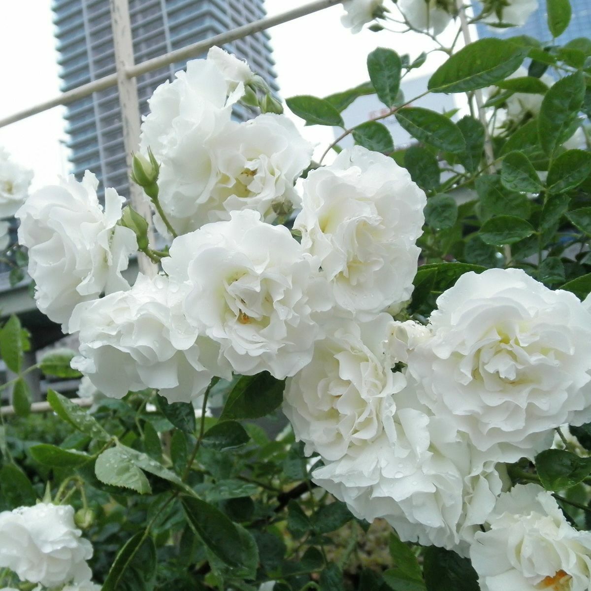 バラ苗 【つるサマースノー】 (新苗植え替え) つるバラ 一季咲き 中輪