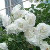 バラ苗つるサマースノー