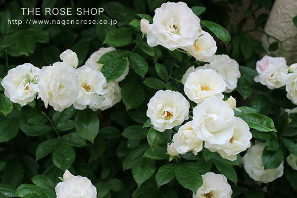 バラ苗つるサマースノー