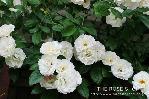 バラ苗つるサマースノー