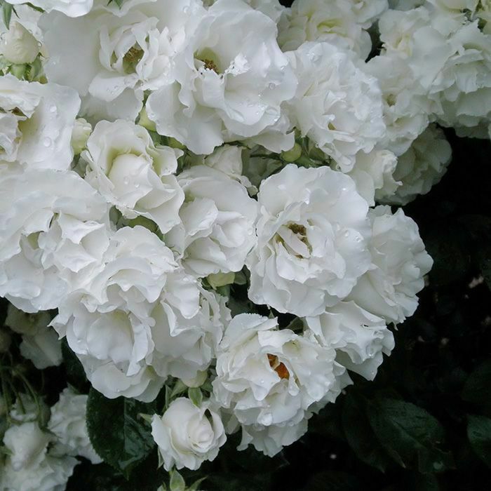 バラ苗つるサマースノー