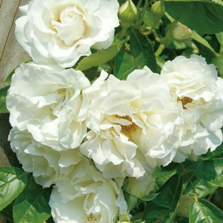 バラ苗つるサマースノー