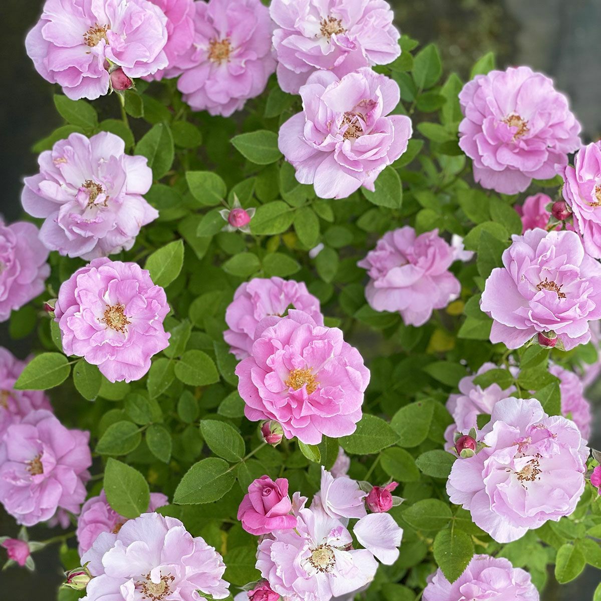 バラ苗 【サブリナ】 (新苗植え替え) フロリバンダ 四季咲き中輪