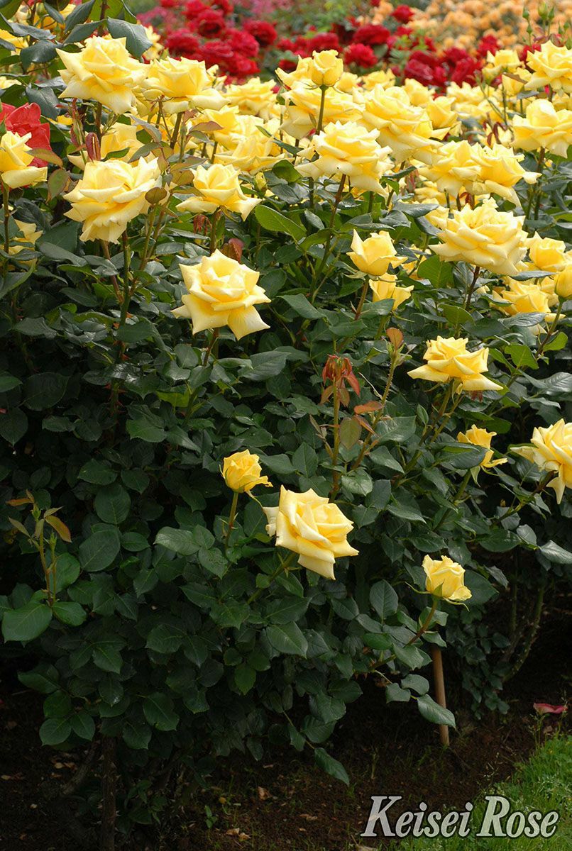 バラ苗ローズヨコハマ