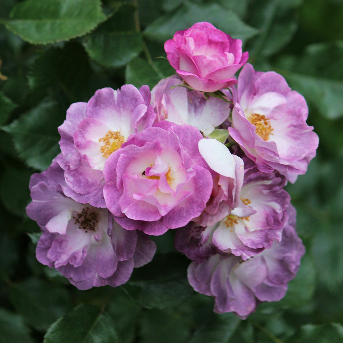 バラ苗 【マーブルシャワー】 (新苗植え替え) シュラブ 半つる性