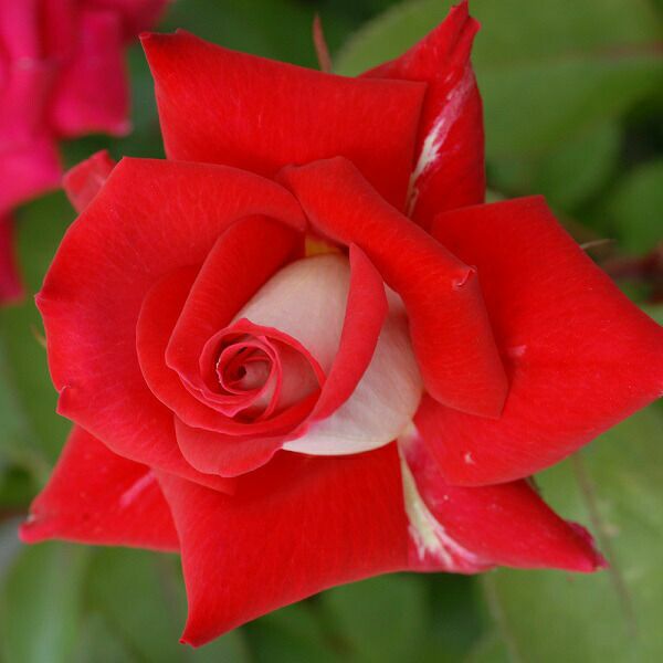 アウトレット】バラ苗 | THE ROSE SHOP｜バラ専門店 ザローズショップ