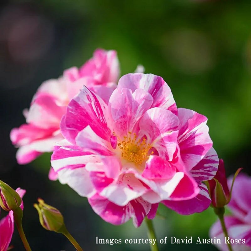 バラ苗ザキングズローズ