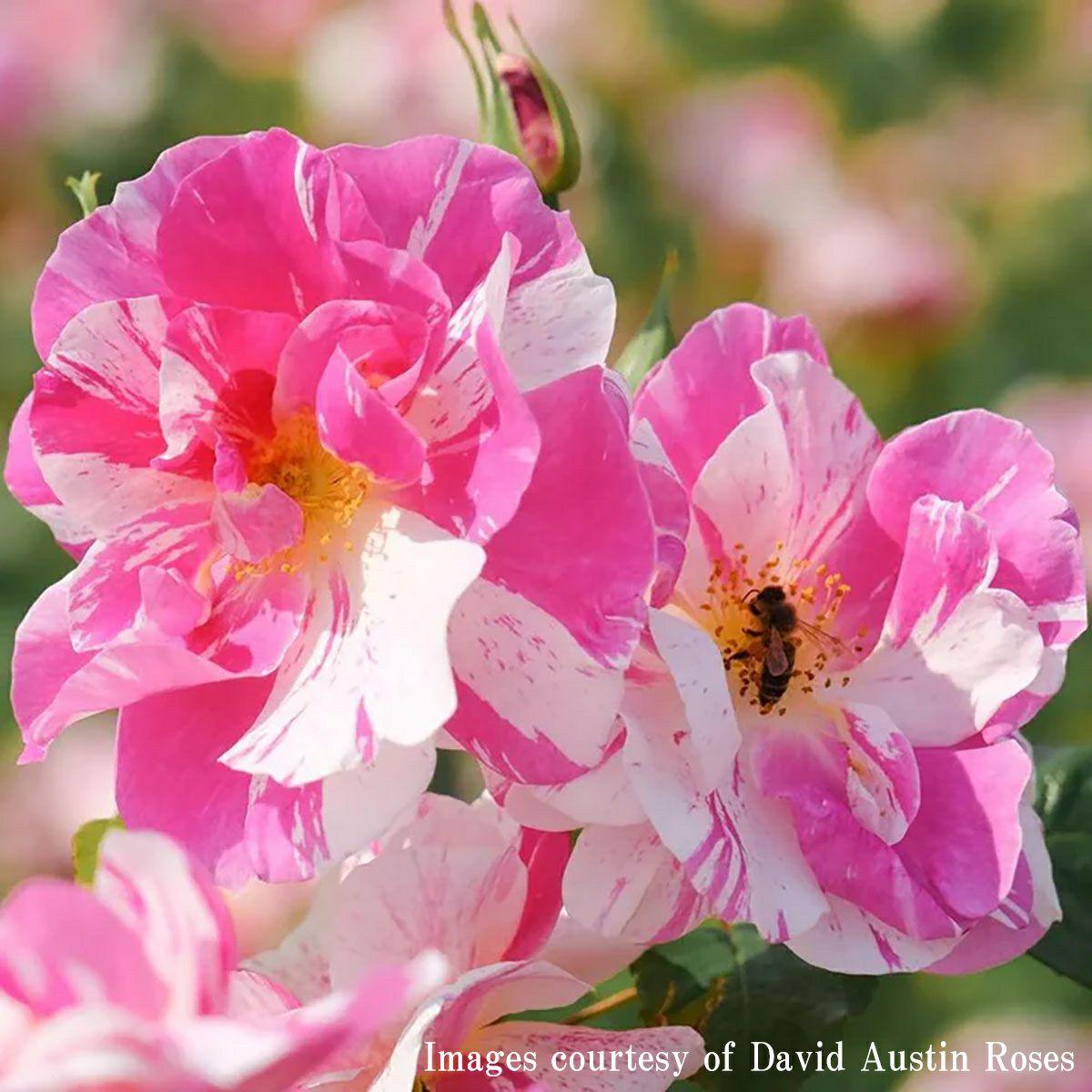 バラ苗ザキングズローズ