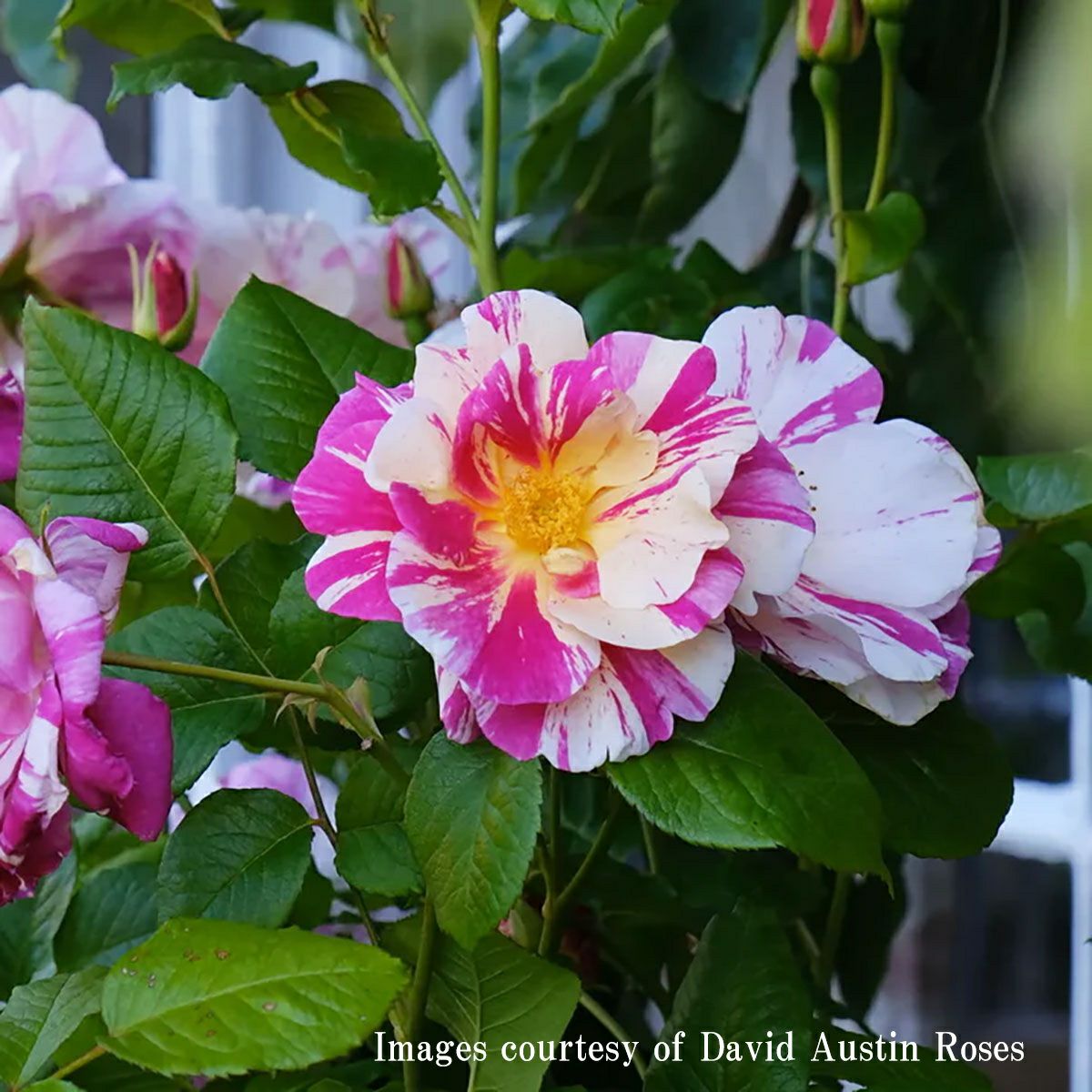 バラ苗ザキングズローズ