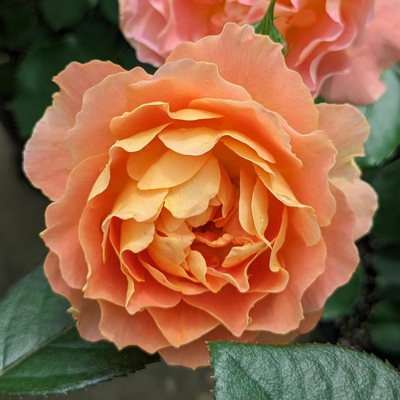 バラ苗アプリコットシフォン