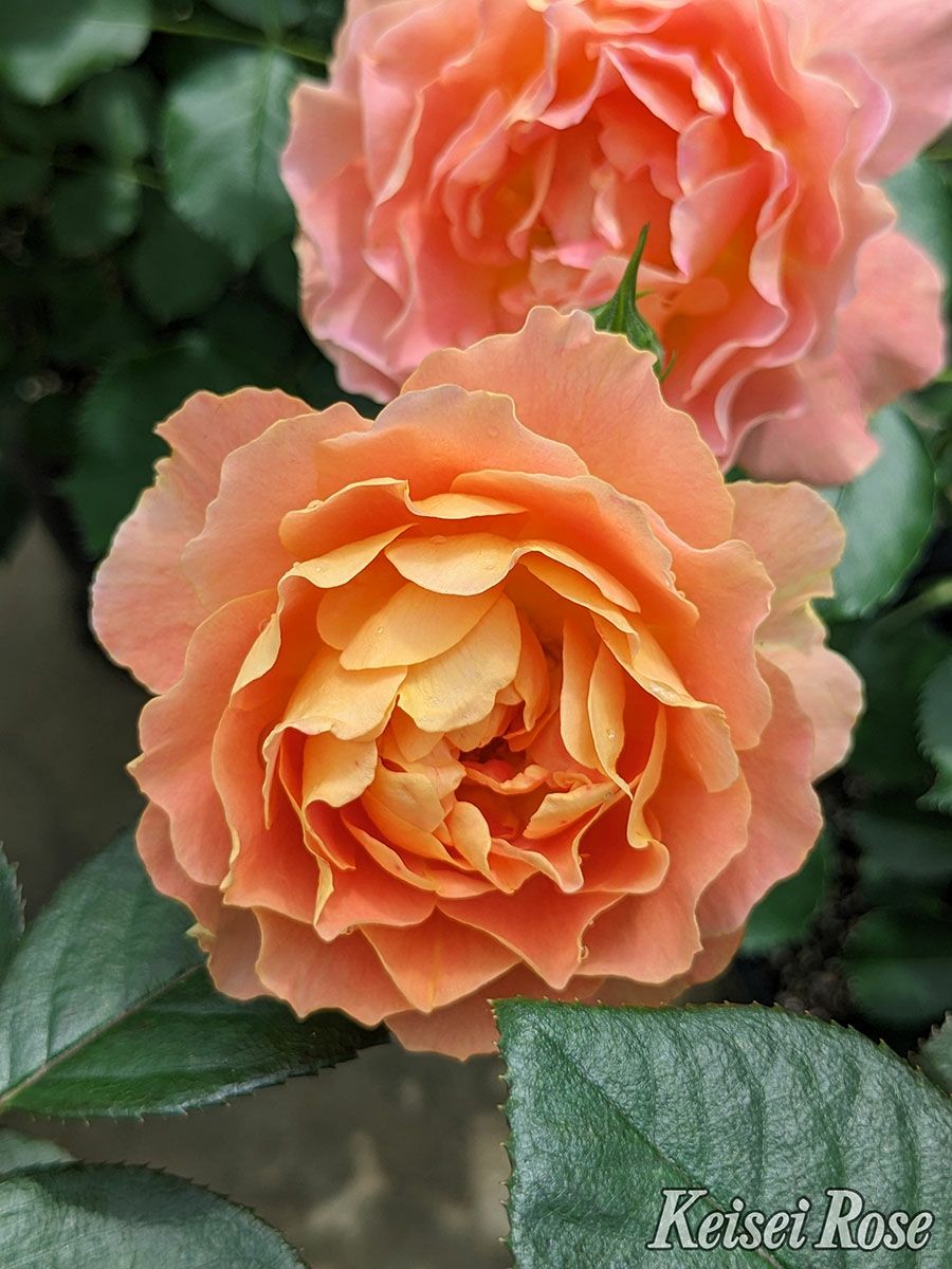 バラ苗アプリコットシフォン