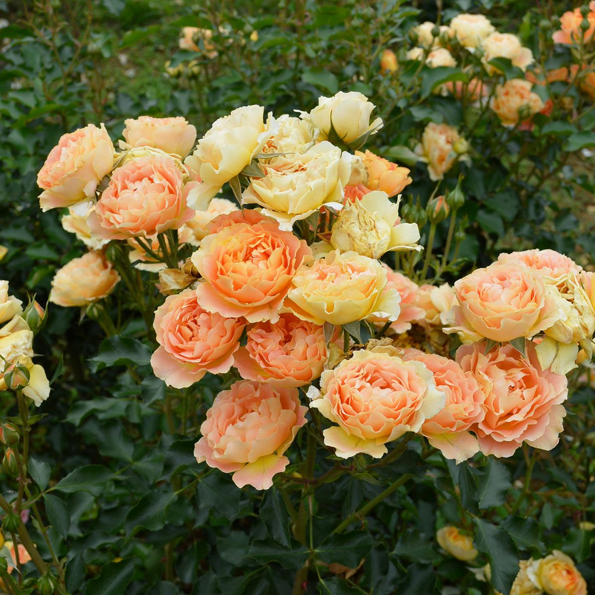 バラ苗アプリコットシフォン