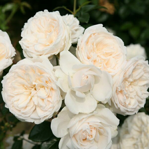 予約苗 バラ苗 【サマーメモリーズ】 (大苗裸苗) つるバラ 四季咲き 中