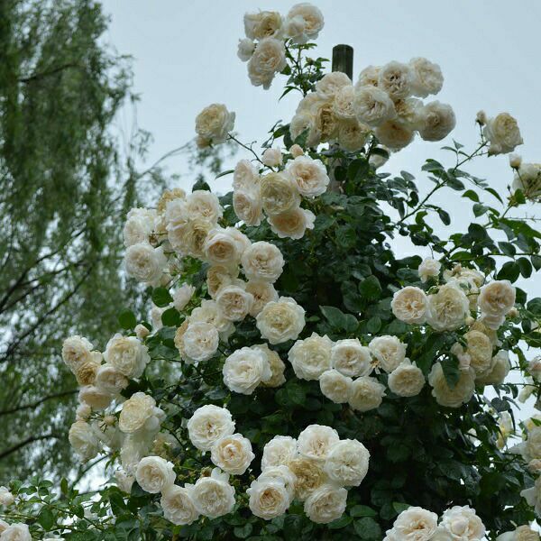 バラ苗サマーメモリーズ