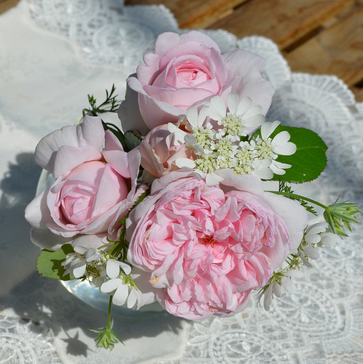 バラ苗シェーンハイト