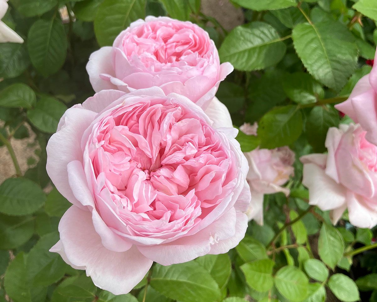 バラ苗シェーンハイト