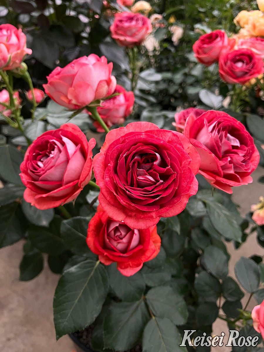 バラ苗ストロベリーミスト