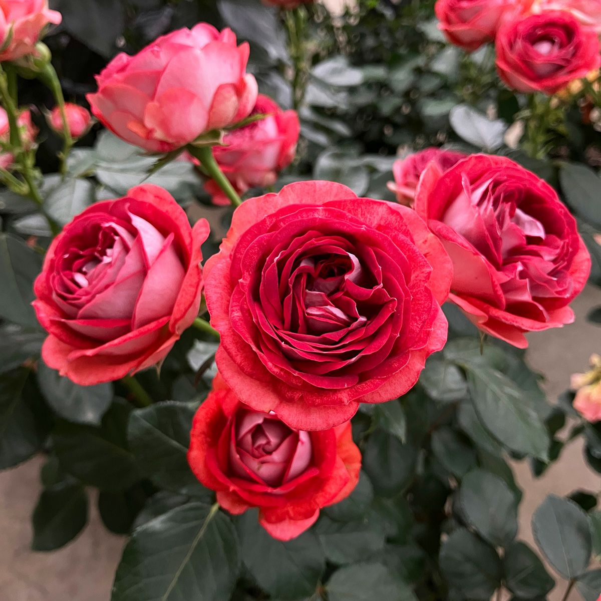 予約苗 バラ苗 【ストロベリーミスト】 (大苗裸苗) フロリバンダ