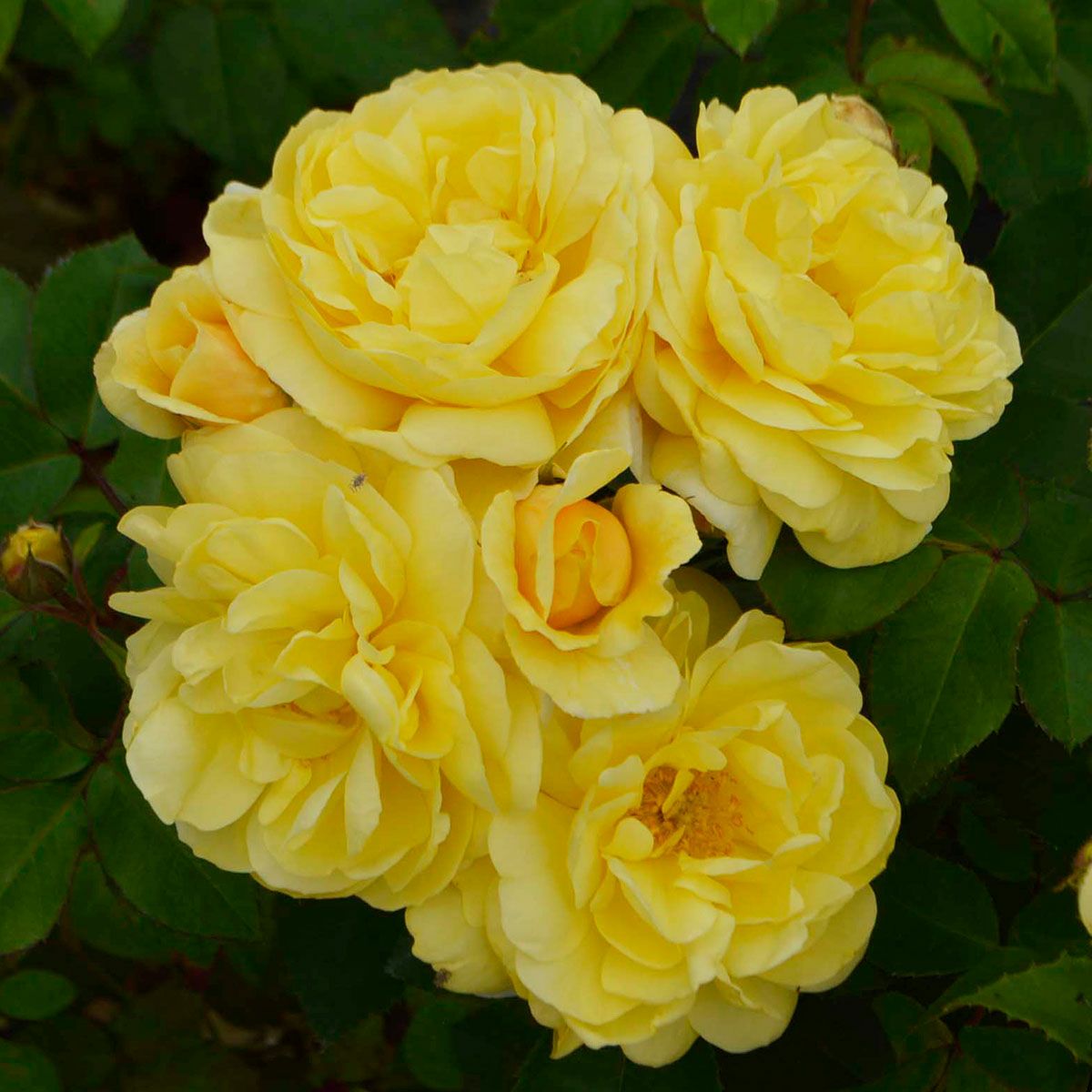 香りのバラ(強香種) | THE ROSE SHOP｜バラ専門店 ザローズショップ