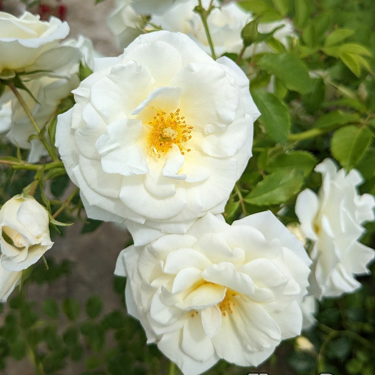 トゲの少ないバラ | THE ROSE SHOP｜バラ専門店 ザローズショップ 本店