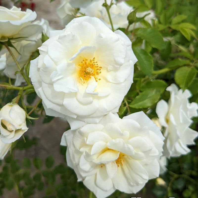 バラ苗真白 (ましろ)