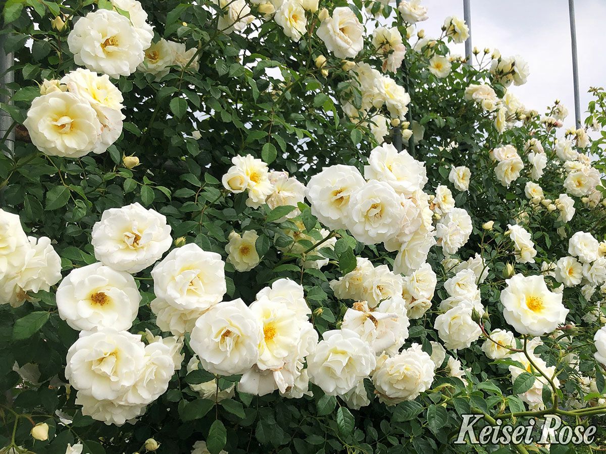 バラ苗真白 (ましろ)