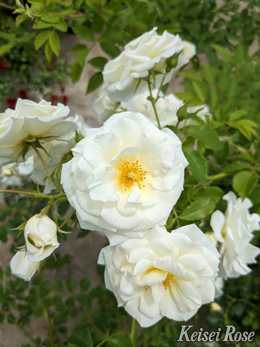 バラ苗真白 (ましろ)