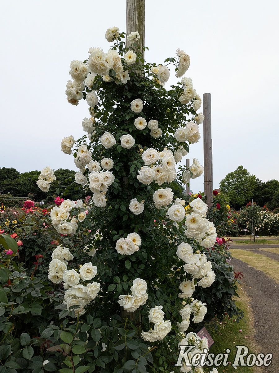 バラ苗真白 (ましろ)