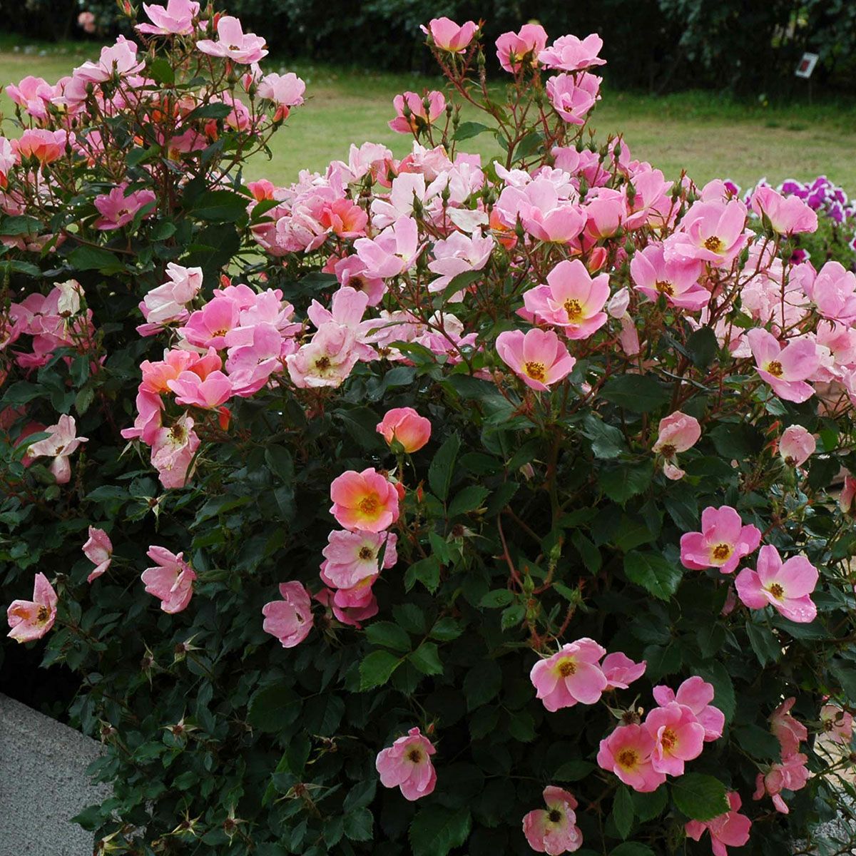 バラ苗レインボーノックアウト