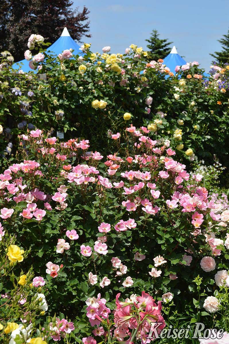 バラ苗レインボーノックアウト