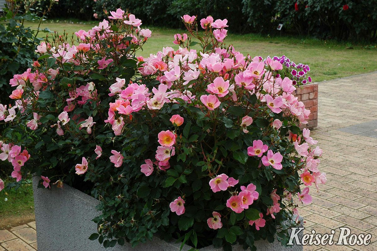 バラ苗レインボーノックアウト