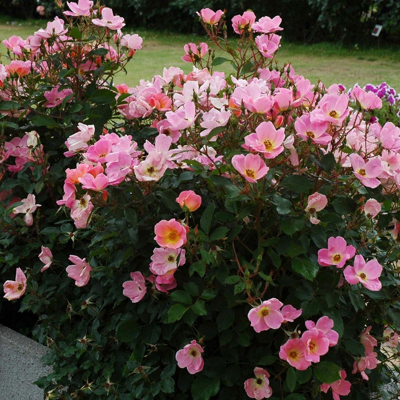 バラ苗レインボーノックアウト