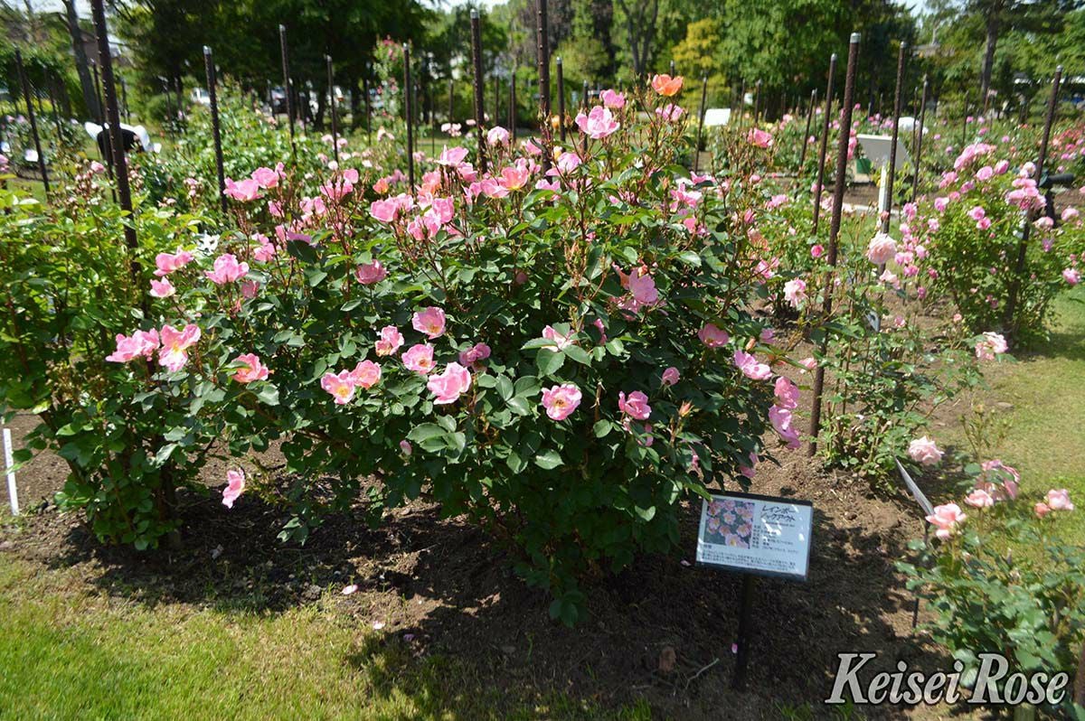 バラ苗レインボーノックアウト