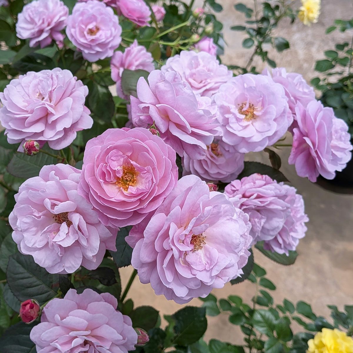 新品種・新入荷品種 | THE ROSE SHOP｜バラ専門店 ザローズショップ