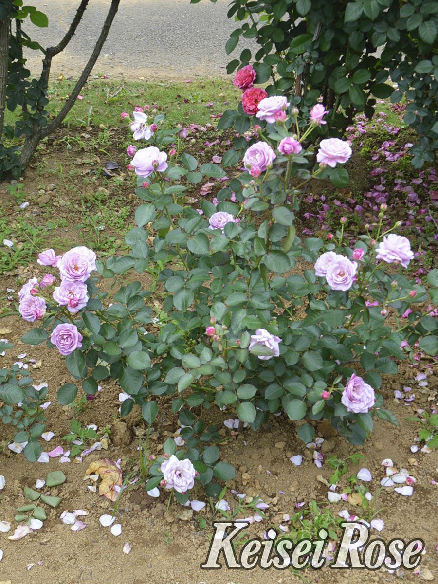 バラ苗あいの風 (あいのかぜ)