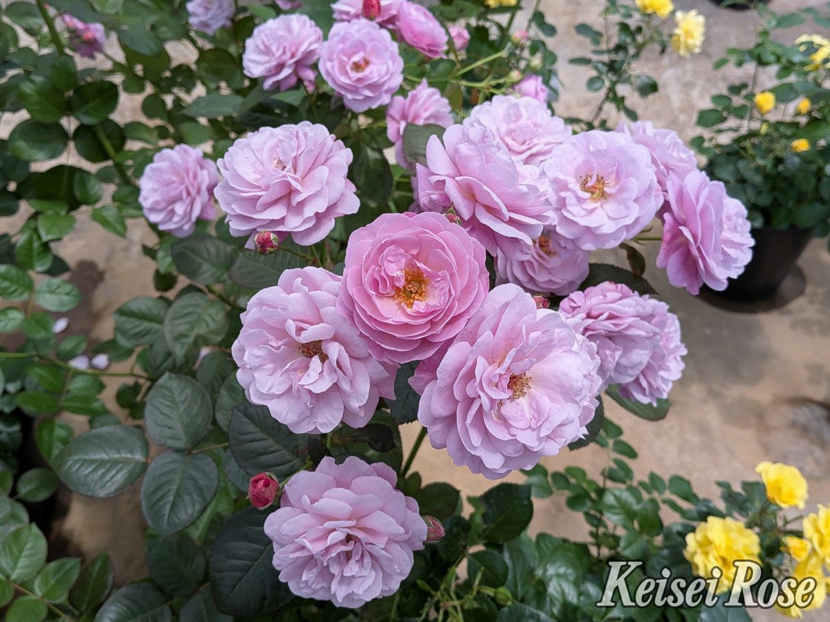 バラ苗あいの風 (あいのかぜ)