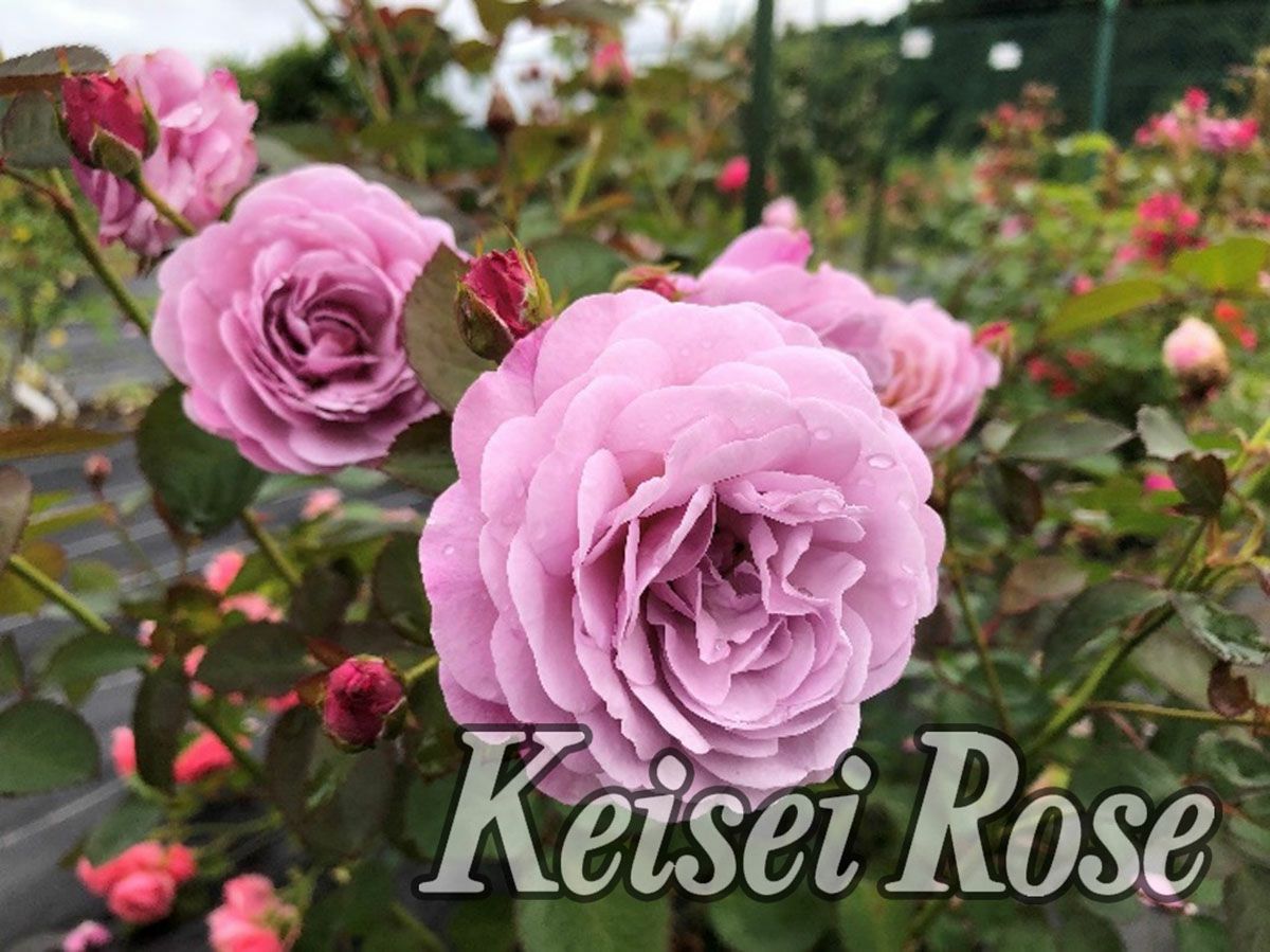 バラ苗あいの風 (あいのかぜ)