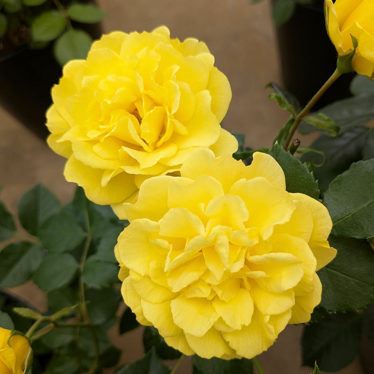 初めての方におすすめ育てやすいバラ(強健種) | THE ROSE SHOP｜バラ